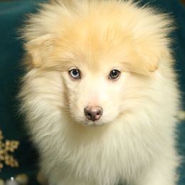 Bi - Eyes Fluffy Girl - Pomsky puppy from Arctic Kennels (Pomskies, Akitas & Shibas)
