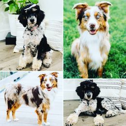 Aussiedoodle puppies from Utah Faith Doodles