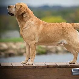 Labrador Retrievers from Wiscoy Labradors