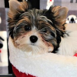 Biewer Terriers from ABC Biewers and Biros