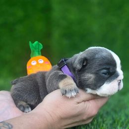 Lilly - Blue tri-color female Bulldog puppy in Burleson, Texas from Diamond Deluxx Frenchies