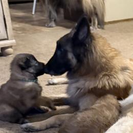 Boy 1 - Mahogany and black male Belgian Tervuren puppy in Edmond, Oklahoma from Darboshea Tervuren