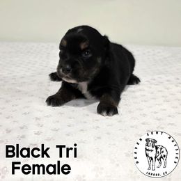 Bobbi - Black tri female Miniature Australian Shepherd puppy in Jaroso, Colorado from Heaven Sent Aussies