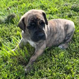 Boy 4 - Brindle male Great Dane puppy in Indianola, Iowa from Bull West Kennels