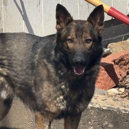 Chance - German Shepherd