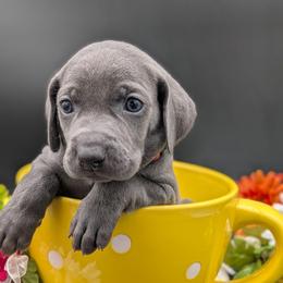 Kane - Blue male Weimaraner puppy in Evart, Michigan from Drehbar Weimaraners