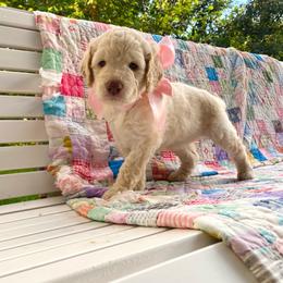 Annabel- dark pink - Cream female Goldendoodle puppy in Carlton, Minnesota from Lakeside Doodles MN