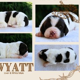 Wyatt - Liver and white male Brittany puppy in Hollidaysburg, Pennsylvania from Royal Flush Farms