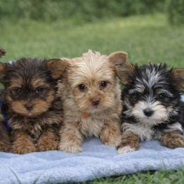 Yorkshire Terrier puppies from Prissy PawPals