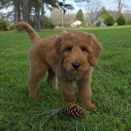 Lucas - Red  male Goldendoodle puppy in Georgetown, Tennessee from Georgetown Designer & Purebred Puppies