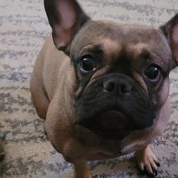 French Bulldogs from Jamie Holt's French Bulldogs