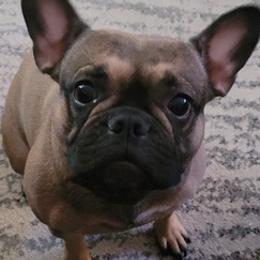 French Bulldogs from Jamie Holt's French Bulldogs
