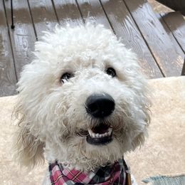 Rosie - Goldendoodle