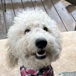 Rosie - Goldendoodle