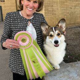 Pembroke Welsh Corgi Puppies from Cattal Corgis