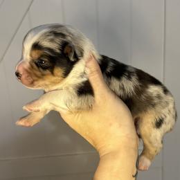 Gus - Blue merle male Miniature American Shepherd puppy in Valley Springs, California from Raindance Ranch