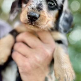Lennox - Dapple male Dachshund puppy in Call, Texas from Dachshund D’Amore