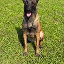 Sage of Kaizen Ruach - Belgian Malinois