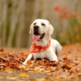 Otis - Labrador Retriever