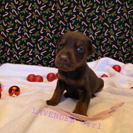 Lavender - Red and rust female Doberman Pinscher puppy in Knox, Indiana from Double River Dobermans