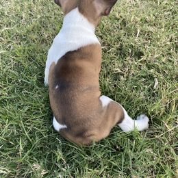 French Bulldog Puppies from Central Frenchies