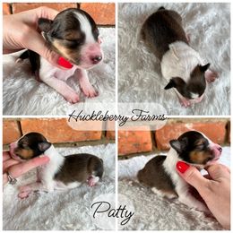 Shetland Sheepdog Puppies from Huckleberry Farms Shelties