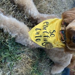 Basil - Goldendoodle