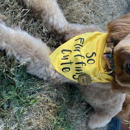 Basil - Goldendoodle