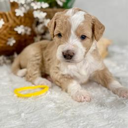 Yellow boy - Red male Bernedoodle puppy in Waukesha, Wisconsin from Bernedoodle Boutique (and Cavapoos)