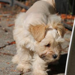Audi - Wheaten male Miniature Schnauzer puppy in Port Orchard, Washington from Silver Bells Miniature Schnauzers