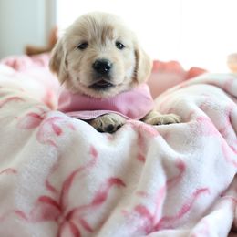 One female spot available - Golden female Golden Retriever puppy in Lemoore, California from UnrivaledGoldens