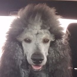 Trick - Poodle