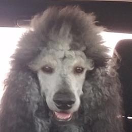 Trick - Poodle