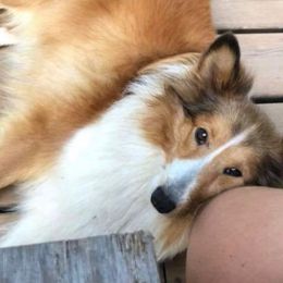 Nova - Shetland Sheepdog