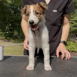 Silken Windhound Puppies from Cadence Silken Windhounds