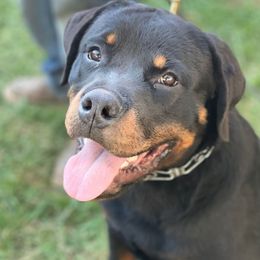 Rottweilers from VomOlvera-Rottweilers