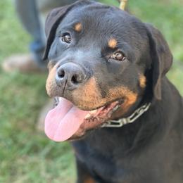 Rottweilers from VomOlvera-Rottweilers