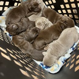 Labrador Retriever Puppies from Redfearn Labrador retrievers