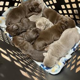 Labrador Retriever Puppies from Redfearn Labrador retrievers