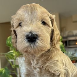 Leia - Cream female Goldendoodle puppy in Gilbert, Arizona from DogHouse Doodles