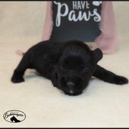 AKC 25030 - Black male Miniature Schnauzer puppy in Mount Airy, Georgia from Miniature Schnauzers GA, LLC