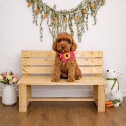 Scarlett - Caramel red female Australian Labradoodle puppy in Matthews, North Carolina from Weddington Labradoodles