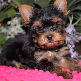 Yorkshire Terrier Puppies from Pampered Companions