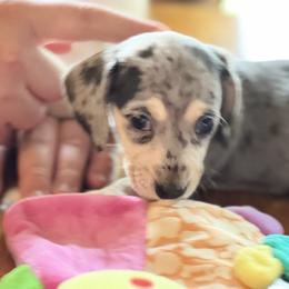 Dachshund Puppies from GypsyDox
