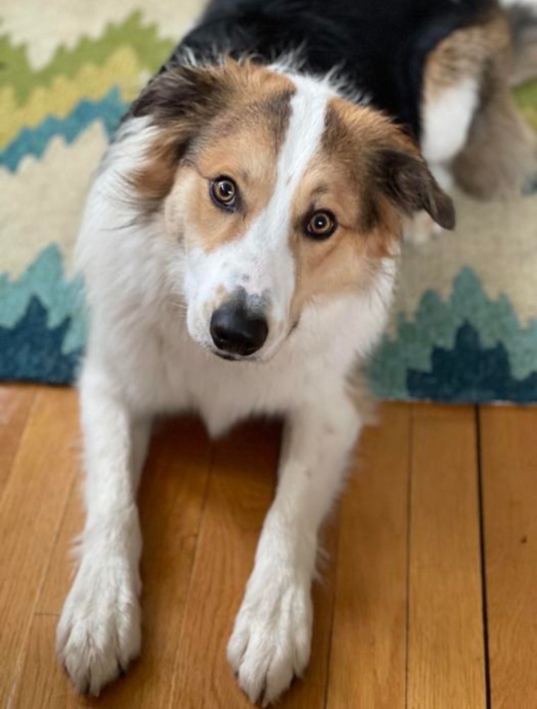 Border Collie Puppies from Lil Maine Border Collies
