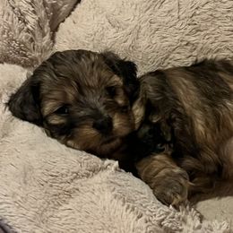 Dr. Pepper - female Havanese puppy in Arlington, Washington from Havanese With Love Breeding Co.