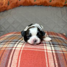 Missy - Tricolor female Shih Tzu puppy in Phoenix, Arizona from Spoiled ShihTzu LLC