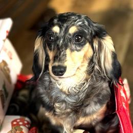 Polly - Dachshund