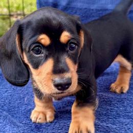 Dachshund puppies from Tonya's Dachshunds