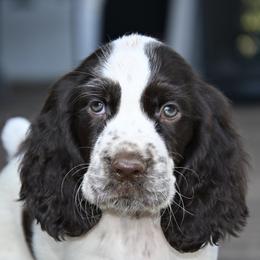 Keeley - Liver and white female English Springer Spaniel puppy in Central, South Carolina from SarMel